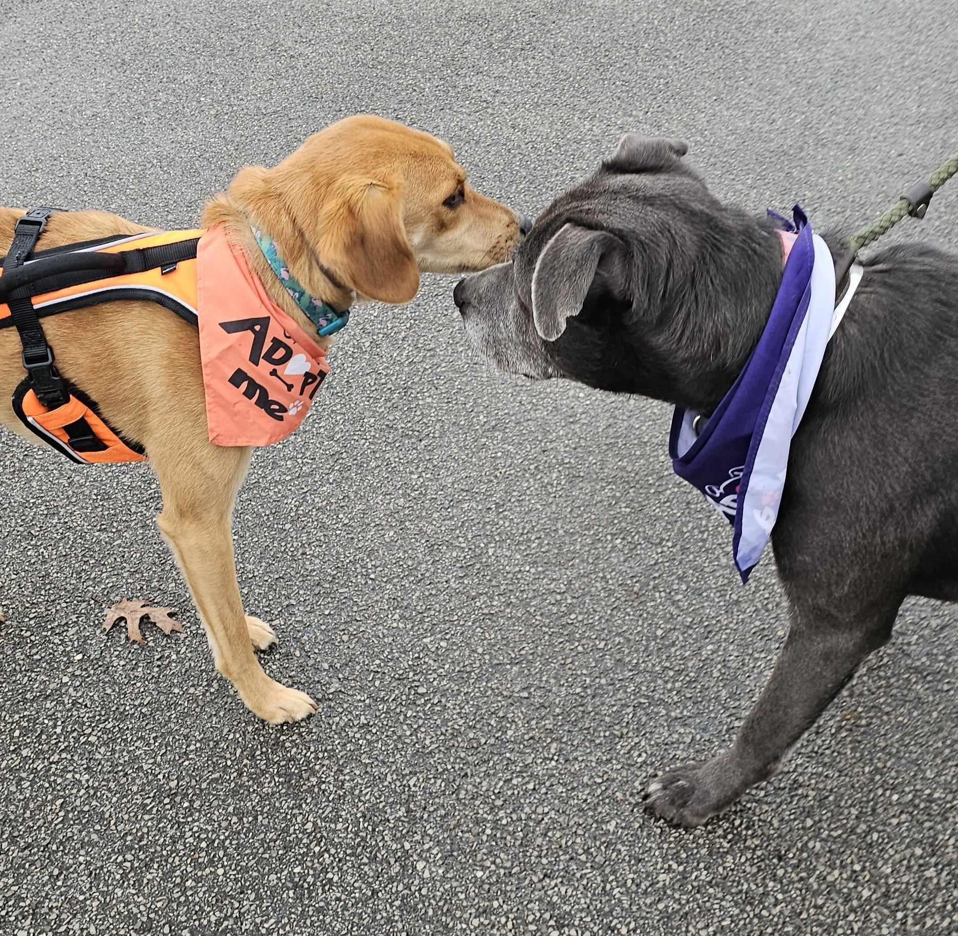 Enlarge Mystique, a Adopted mixed breed in Newport, TN image 1/6