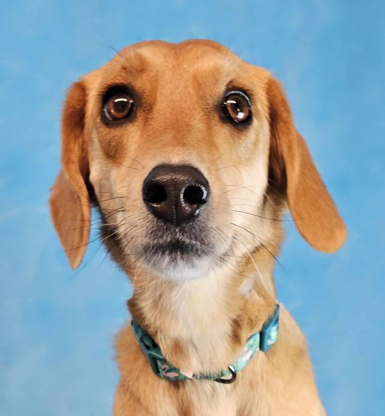 Enlarge Mystique, a Adopted mixed breed in Newport, TN image 2/6