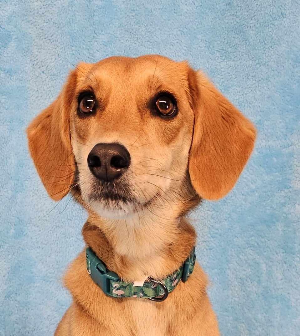 Enlarge Mystique, a Adopted mixed breed in Newport, TN image 3/6