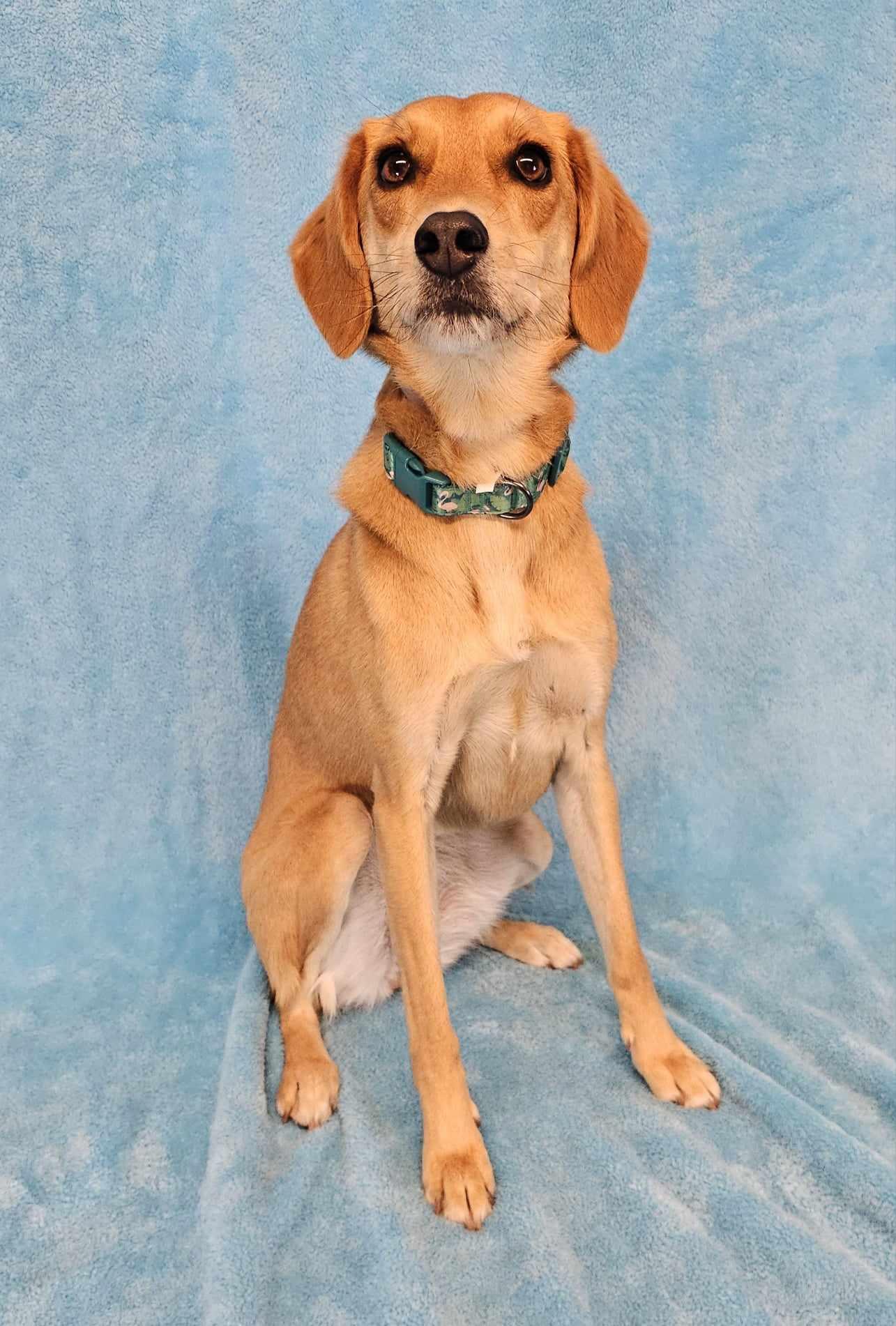 Enlarge Mystique, a Adopted mixed breed in Newport, TN image 4/6