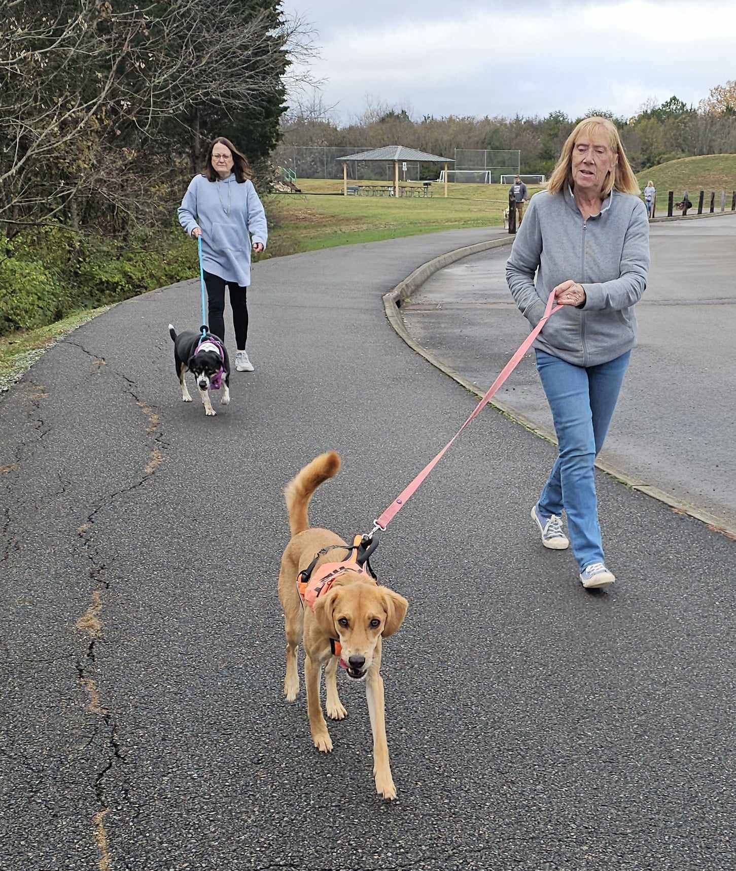 Enlarge Mystique, a Adopted mixed breed in Newport, TN image 5/6