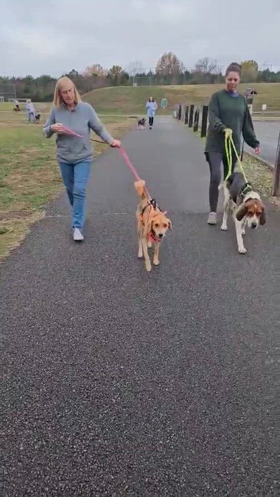 Enlarge Mystique, a Adopted mixed breed in Newport, TN video 6/6