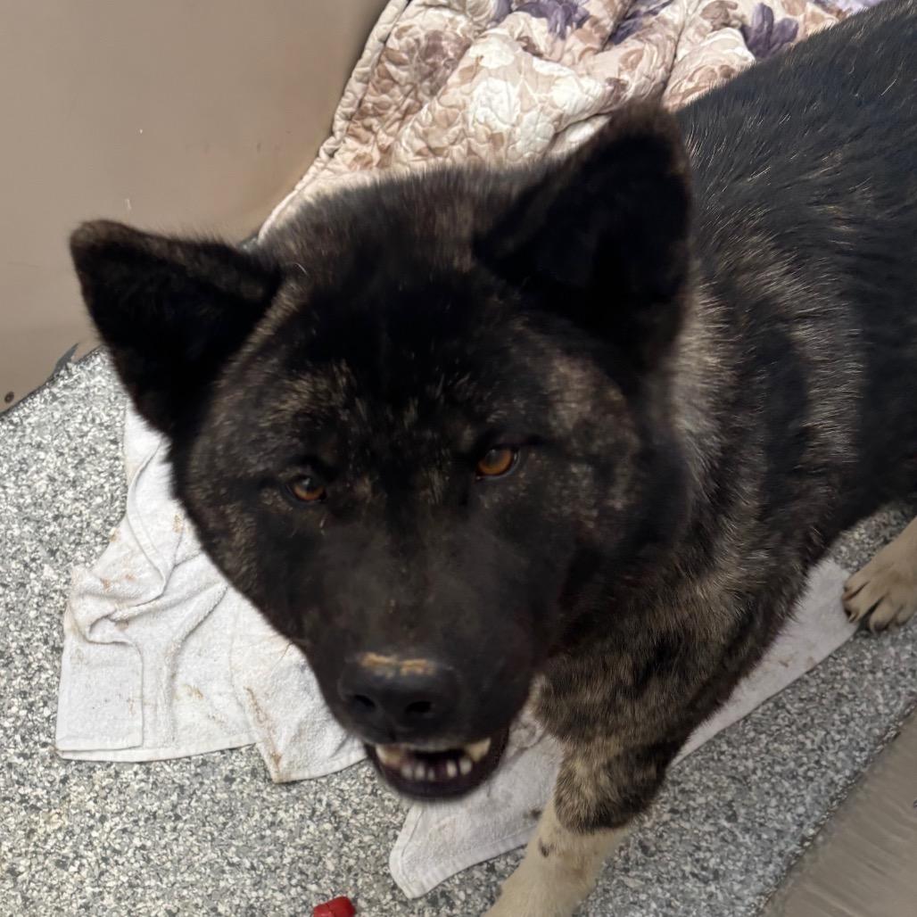 Mocha, a Adoptable mixed breed in Taos, NM image 1/2