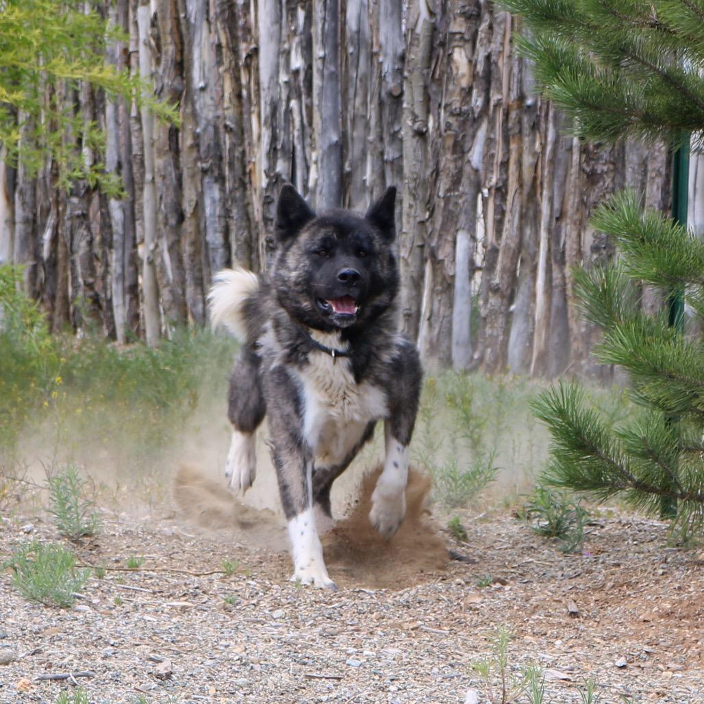 Mocha, a Adoptable mixed breed in Taos, NM image 2/2