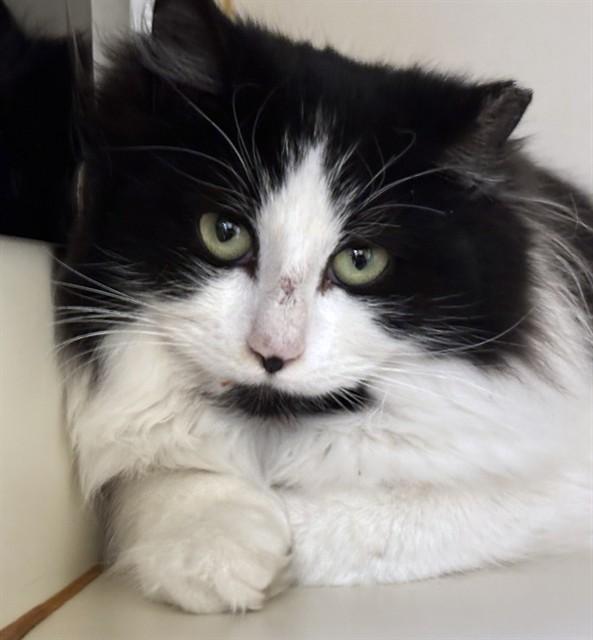 RING DING, Adoptable, Young Female Domestic Long Hair.