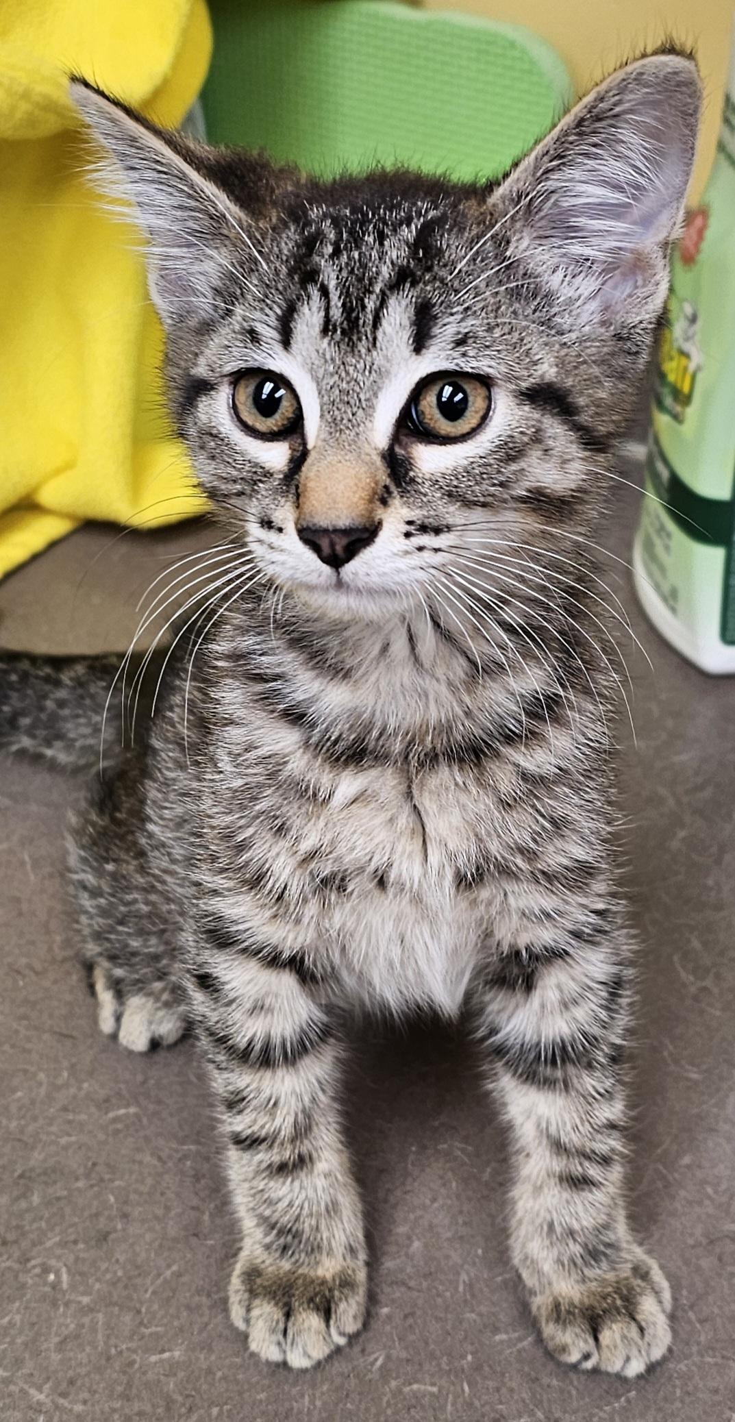 Enlarge Pacino, an adopted Domestic Short Hair in Whiting, IN image 2/2