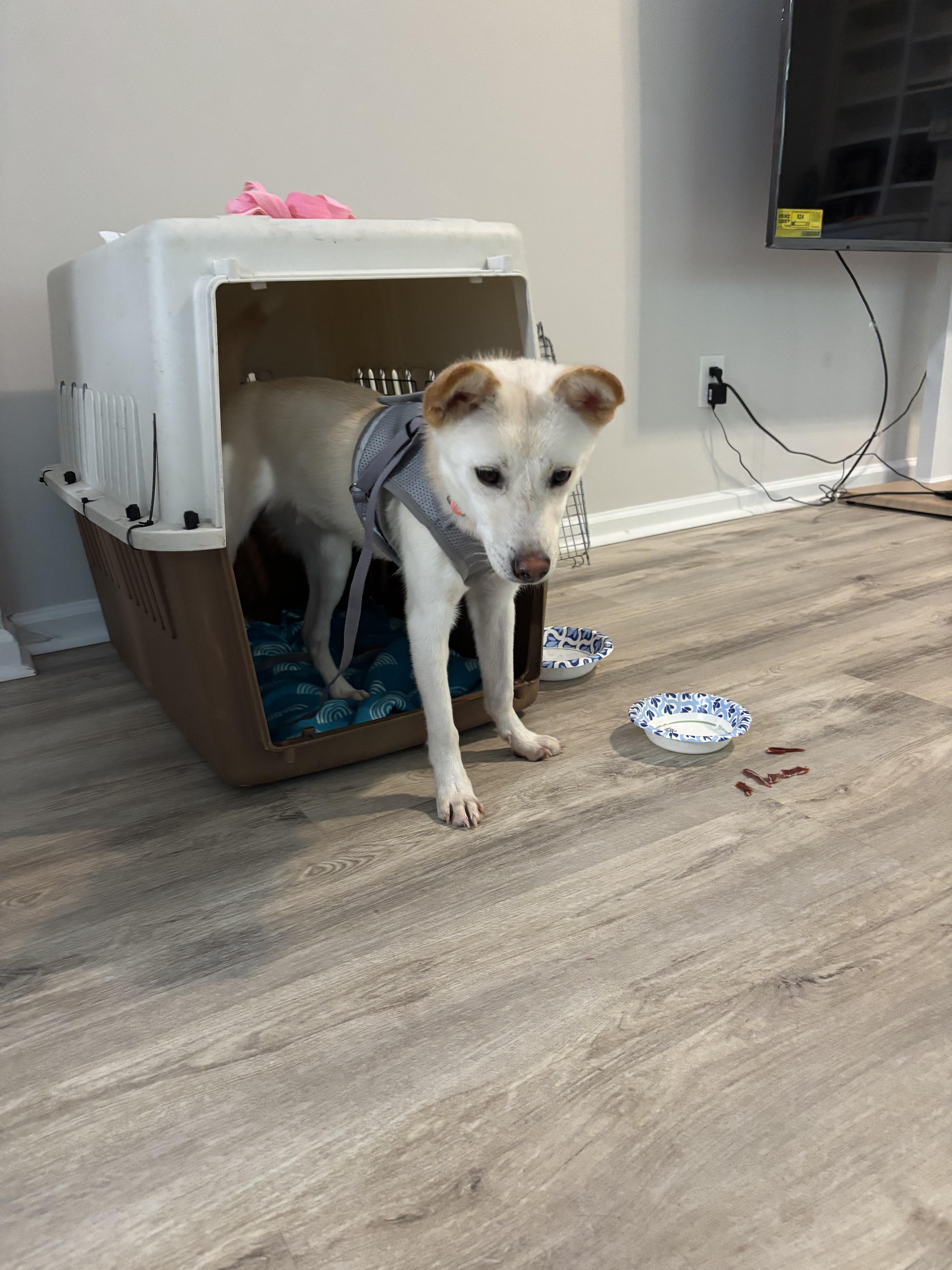 Enlarge COOPER, a Adoptable mixed breed in Duluth, GA image 6/6