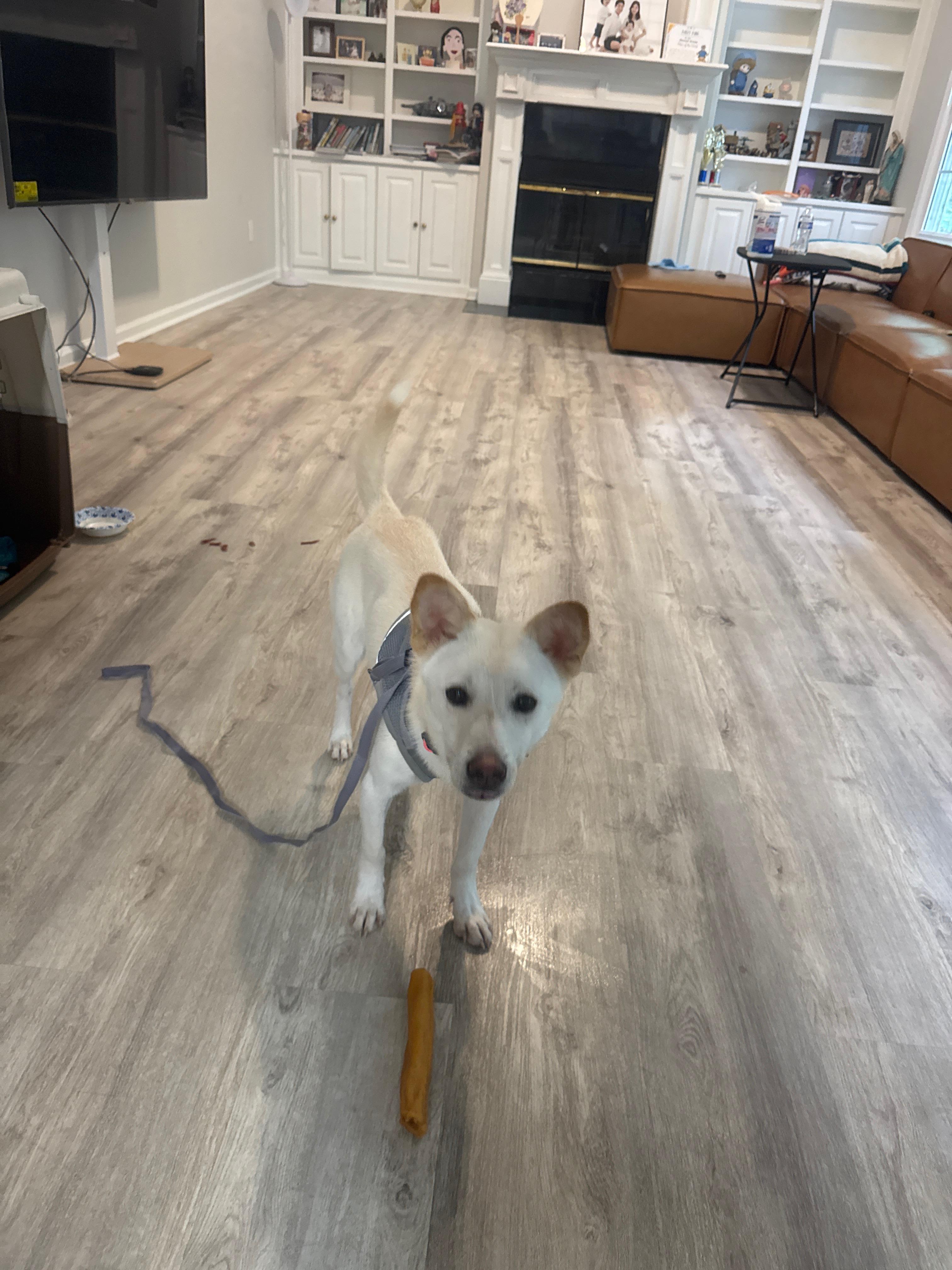 Enlarge COOPER, a Adoptable mixed breed in Duluth, GA image 4/6