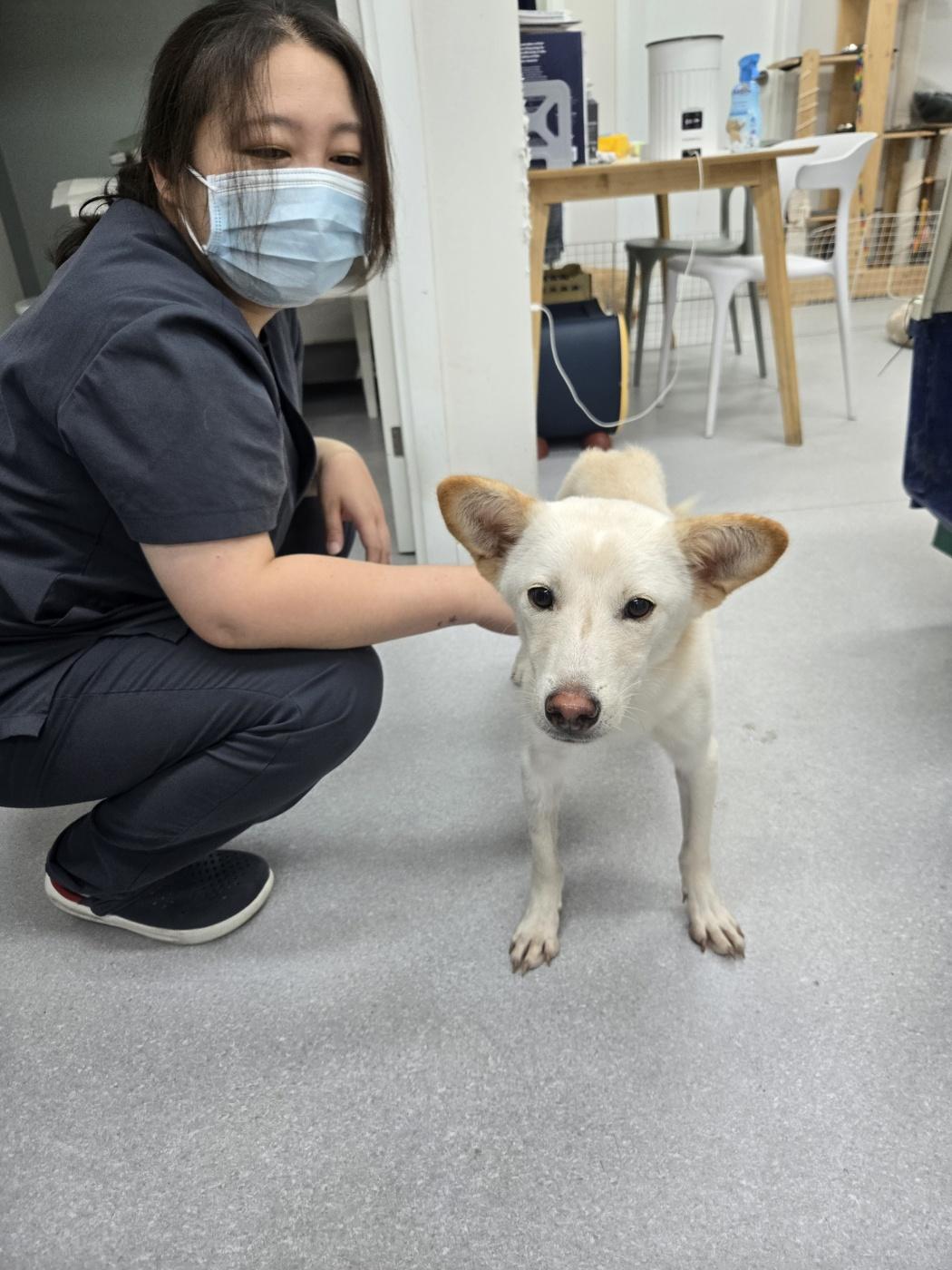 Enlarge COOPER, a Adoptable mixed breed in Duluth, GA image 5/6