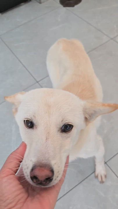 Enlarge COOPER, a Adoptable mixed breed in Duluth, GA video 3/6