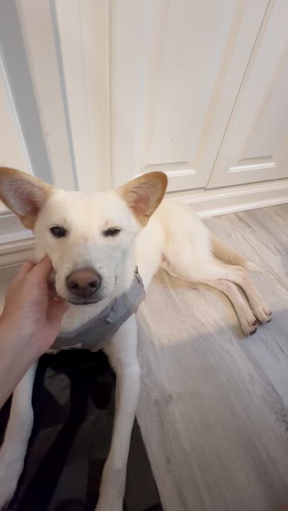 Enlarge COOPER, a Adoptable mixed breed in Duluth, GA video 2/6