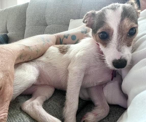 Myrtle, a ADOPTABLE mixed breed in Brooklyn, NY image 2/6