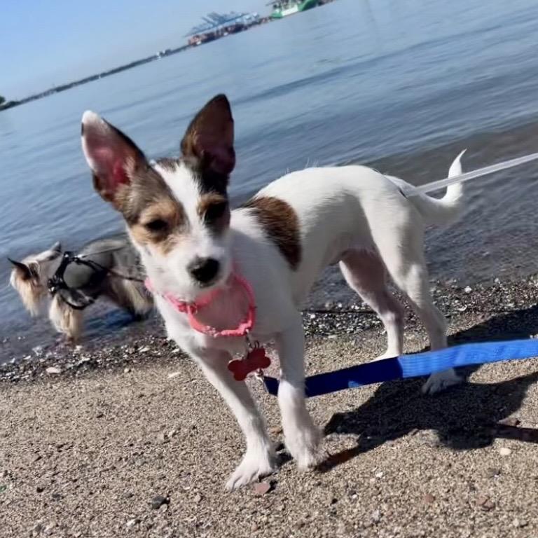 Myrtle, a ADOPTABLE mixed breed in Brooklyn, NY image 1/6