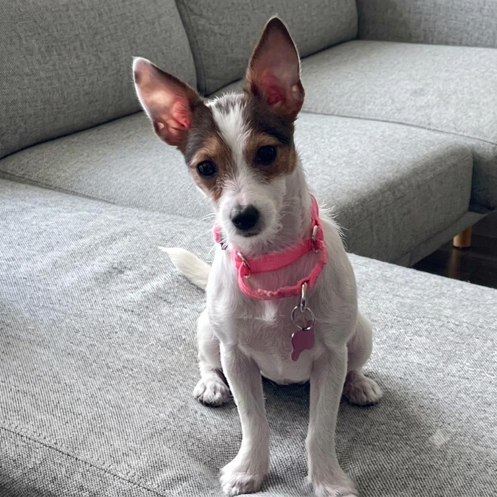 Myrtle, a ADOPTABLE mixed breed in Brooklyn, NY image 3/6