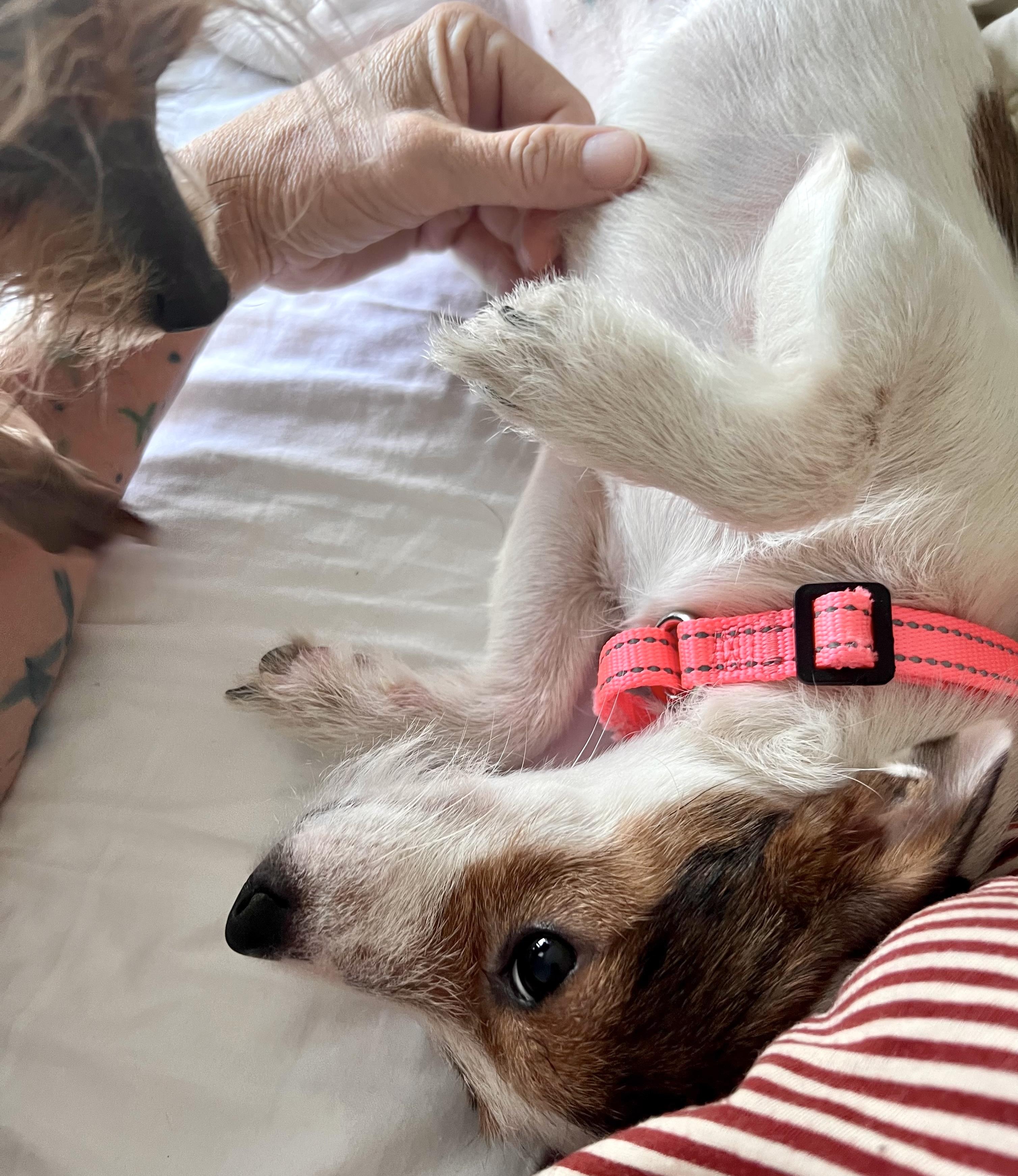 Myrtle, a ADOPTABLE mixed breed in Brooklyn, NY image 5/6