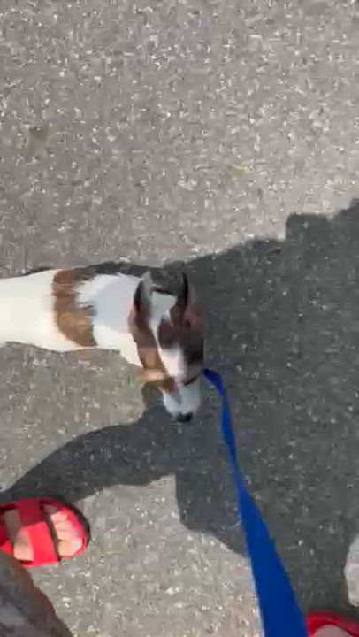 Enlarge Myrtle, a ADOPTABLE mixed breed in Brooklyn, NY video 4/6