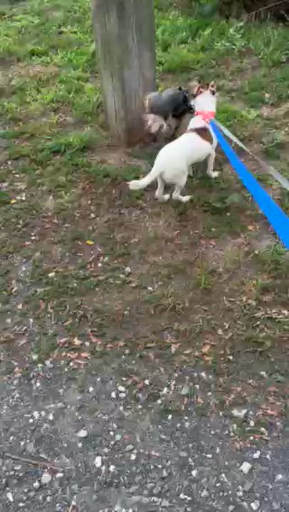 Enlarge Myrtle, a ADOPTABLE mixed breed in Brooklyn, NY video 6/6