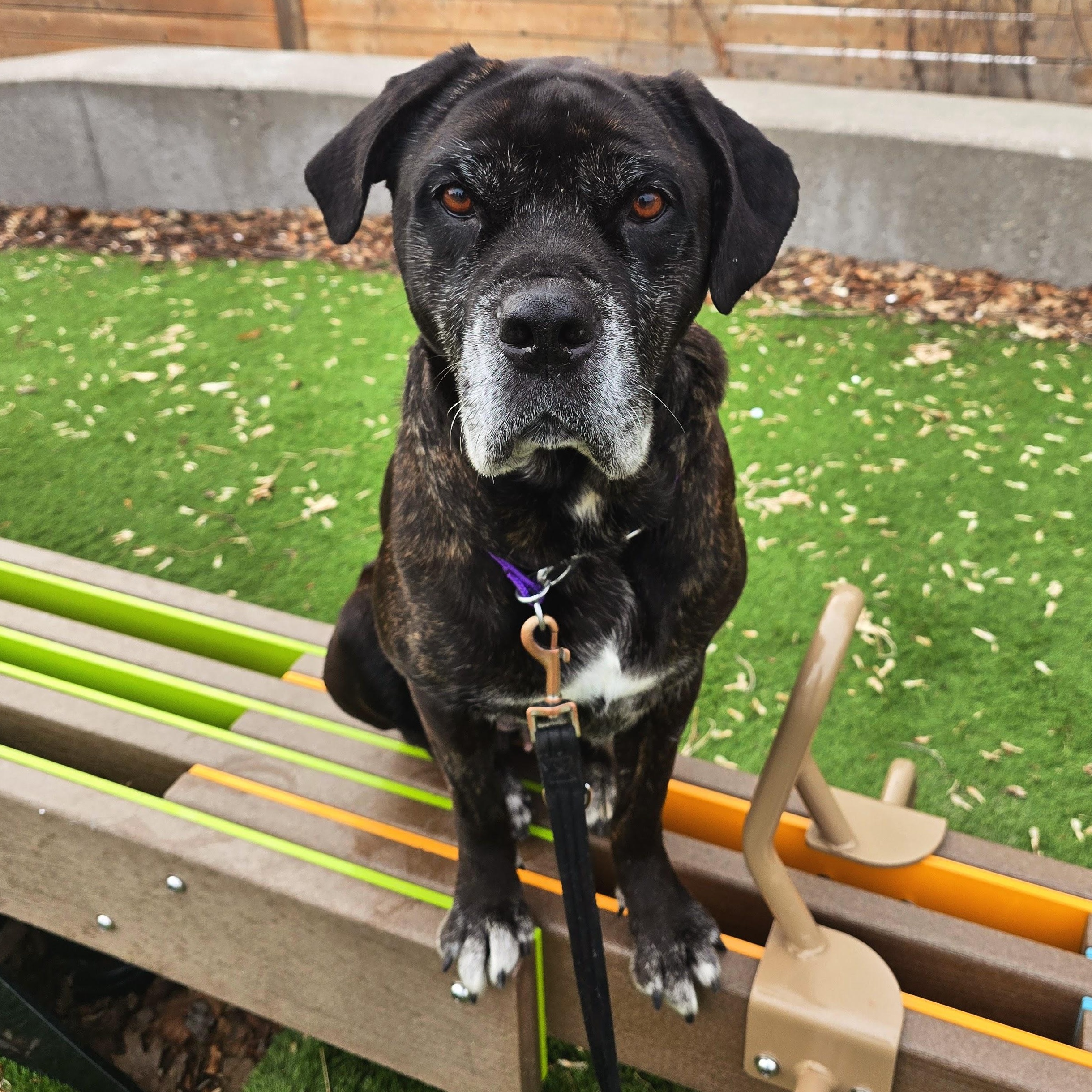 Emma, an adopted mixed breed in Scarborough, ON image 3/6