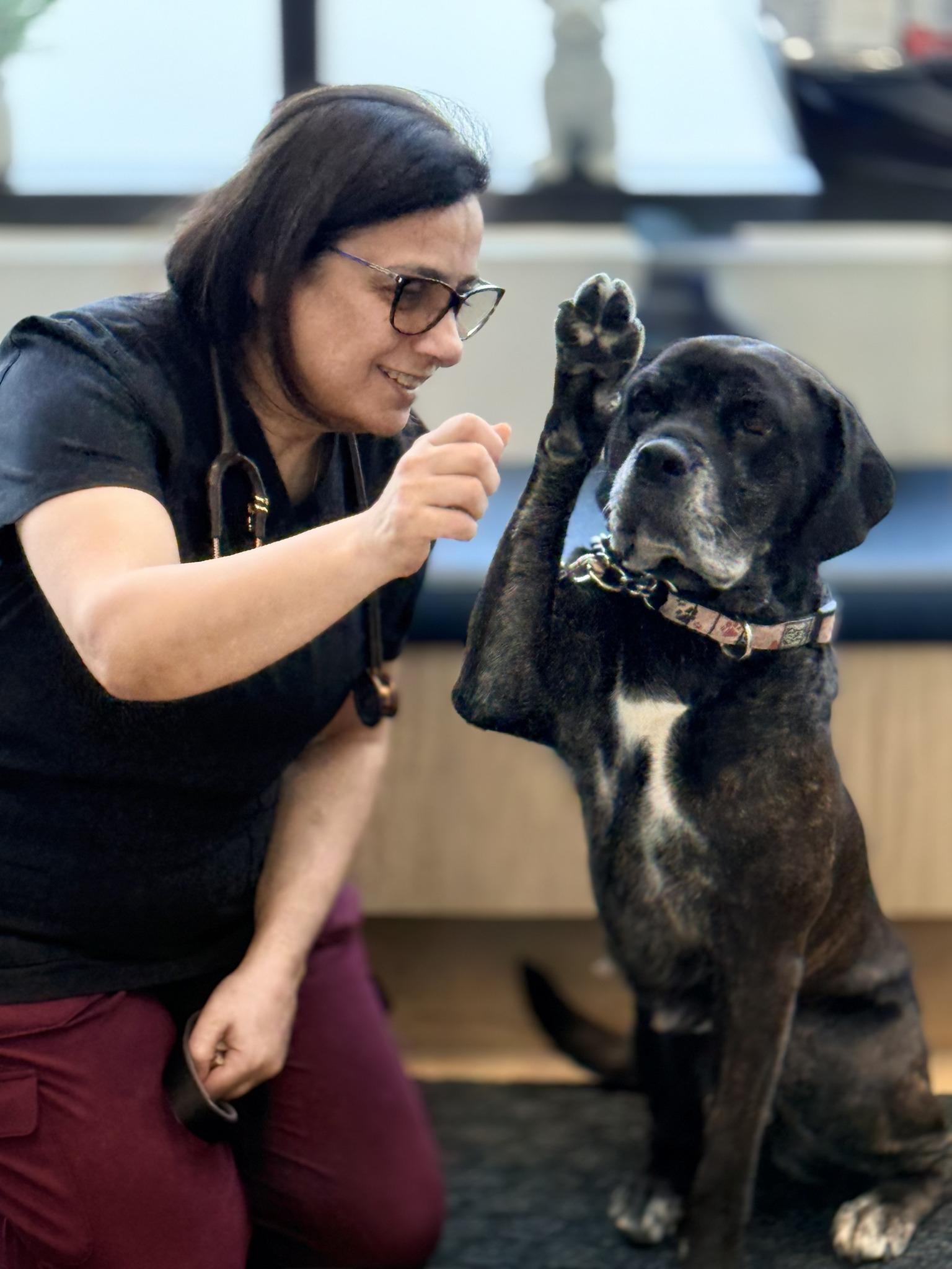 Emma, an adopted mixed breed in Scarborough, ON image 2/6