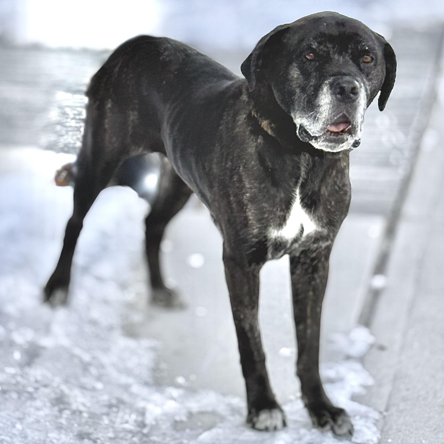 Emma, adopted, Senior Female Mastiff.