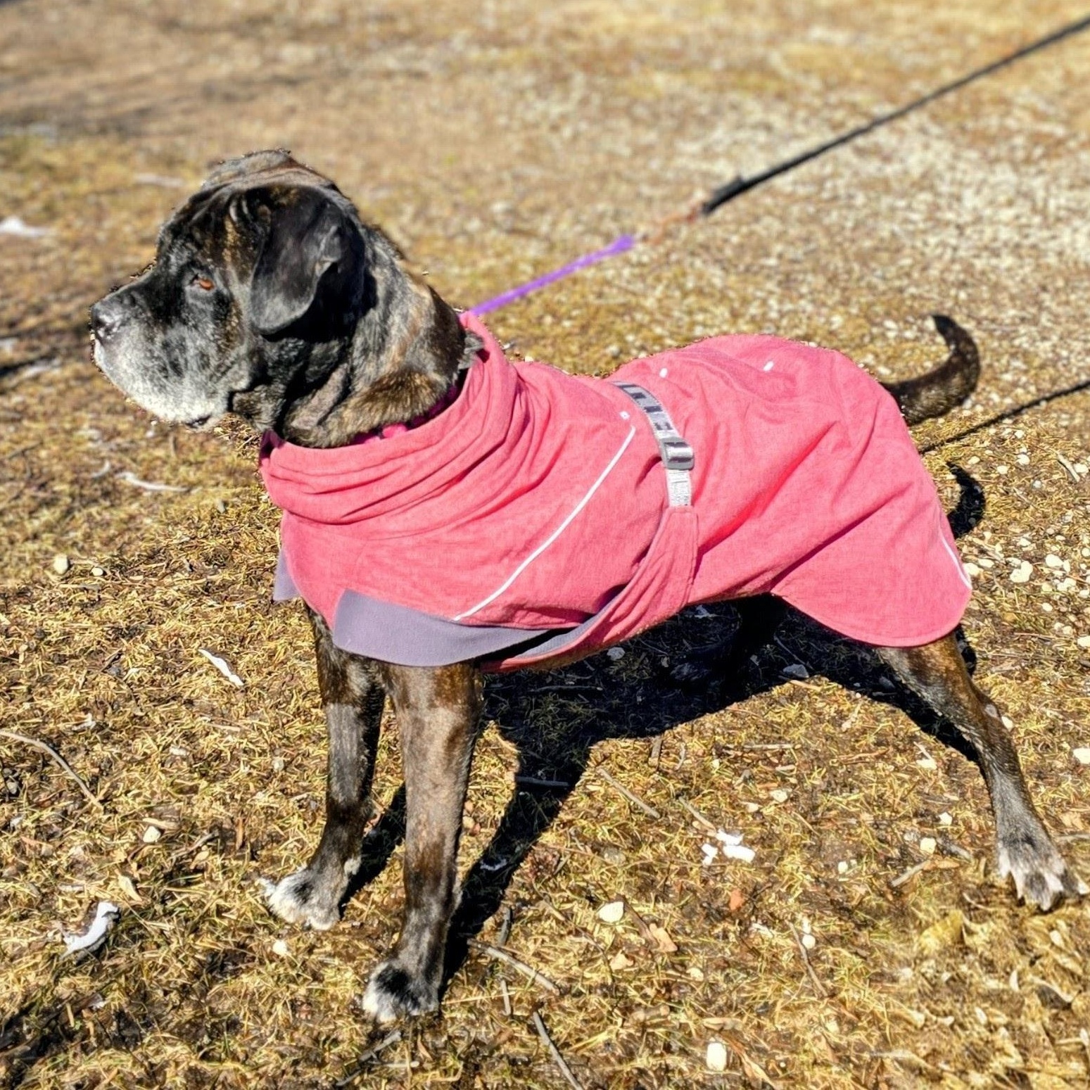 Emma, an adopted mixed breed in Scarborough, ON image 5/6