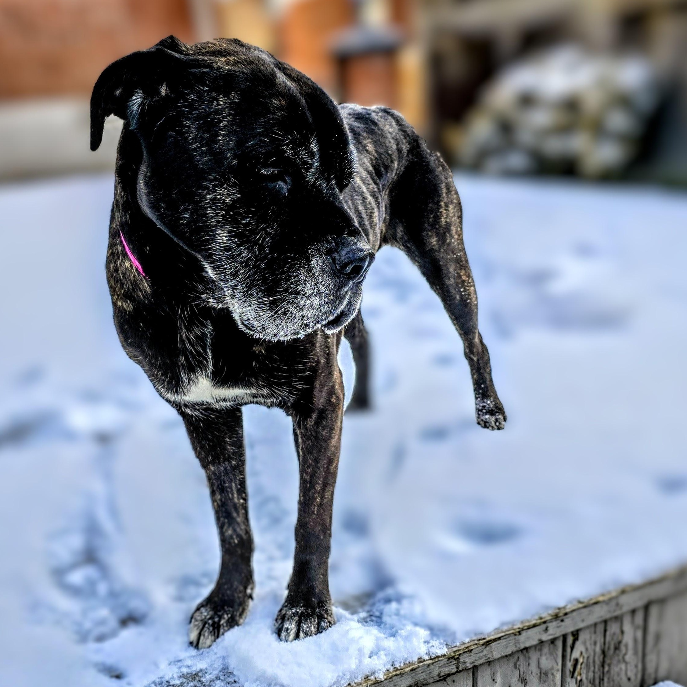 Emma, an adopted mixed breed in Scarborough, ON image 4/6