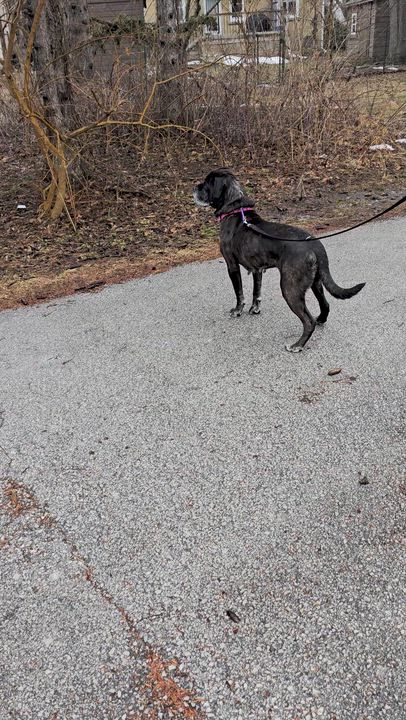 Enlarge Emma, an adopted mixed breed in Scarborough, ON video 6/6