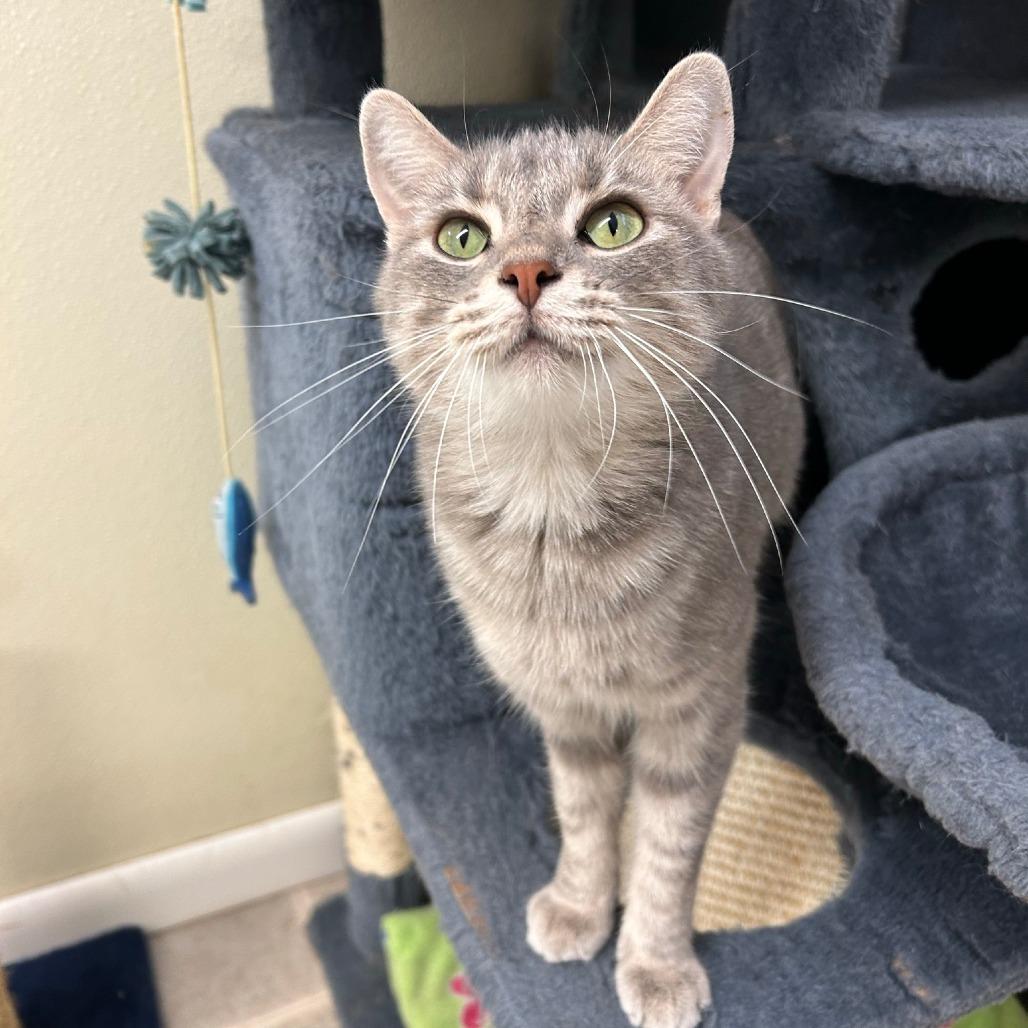 Ditalini, Adoptable, Adult Female Domestic Short Hair.