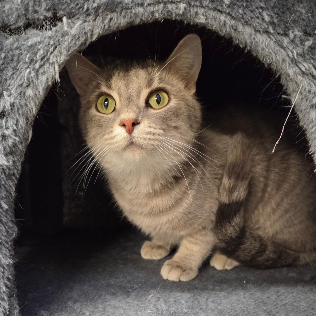 Enlarge Ditalini, a Adoptable Domestic Short Hair in Pontiac, IL image 3/6