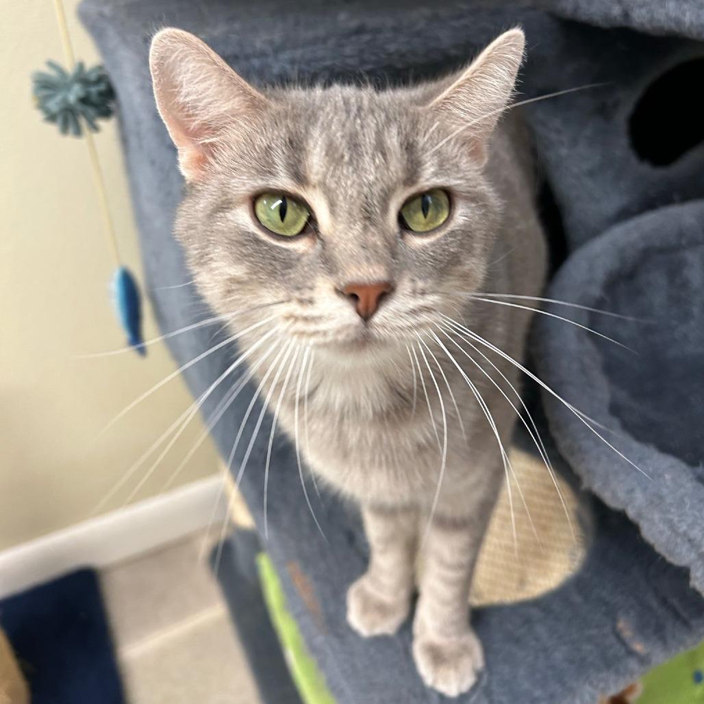 Enlarge Ditalini, a Adoptable Domestic Short Hair in Pontiac, IL image 4/6