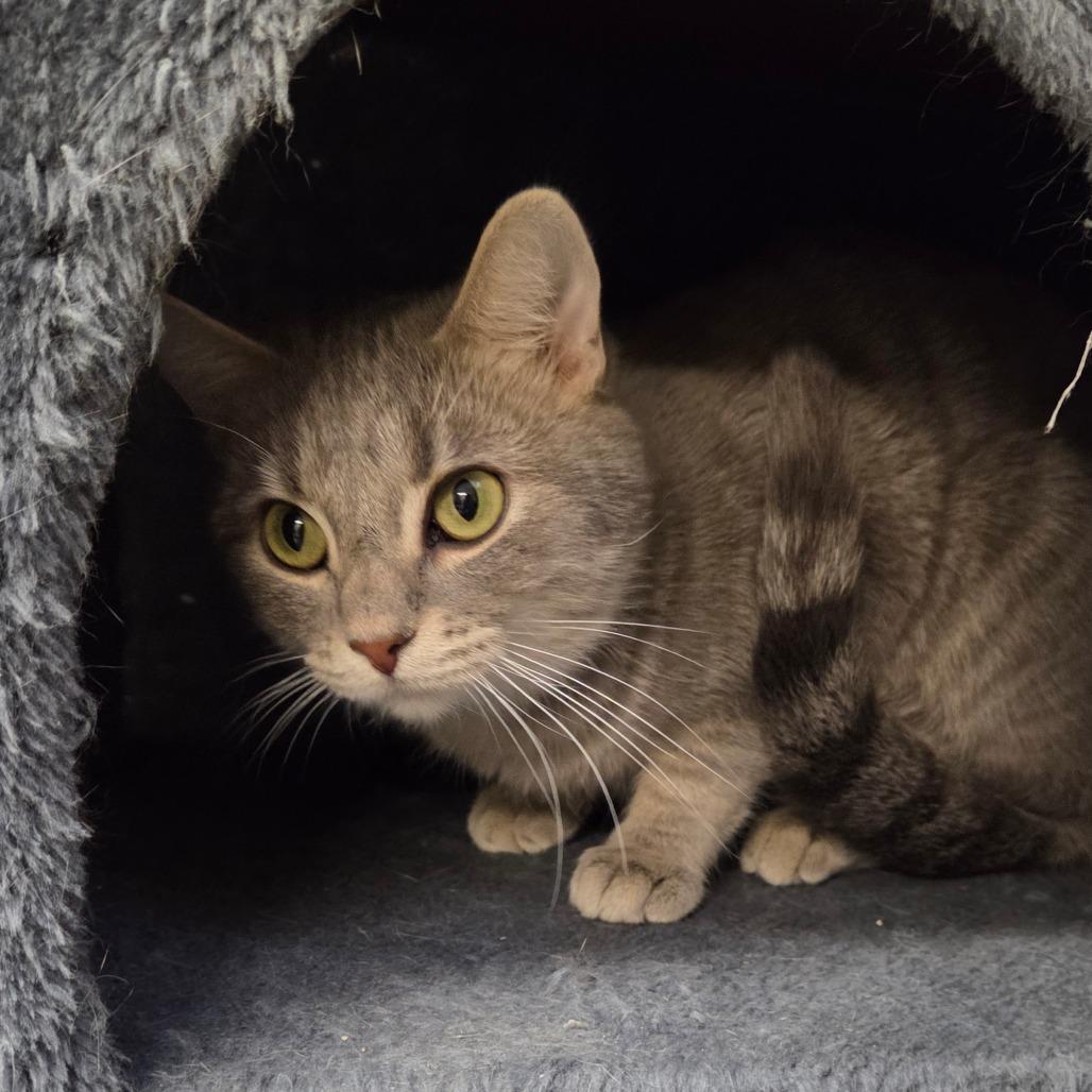 Enlarge Ditalini, a Adoptable Domestic Short Hair in Pontiac, IL image 5/6