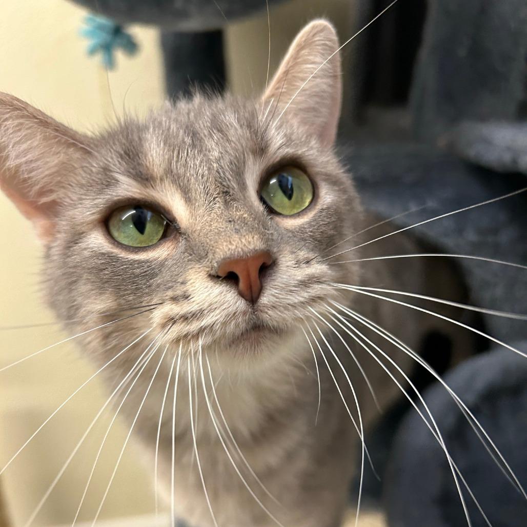 Enlarge Ditalini, a Adoptable Domestic Short Hair in Pontiac, IL image 6/6