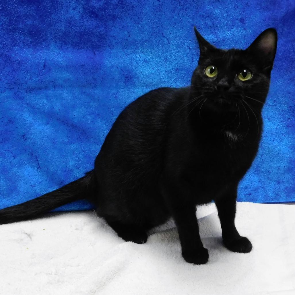 Enlarge Dixie, a Adoptable Domestic Short Hair in Canton, IL image 1/6