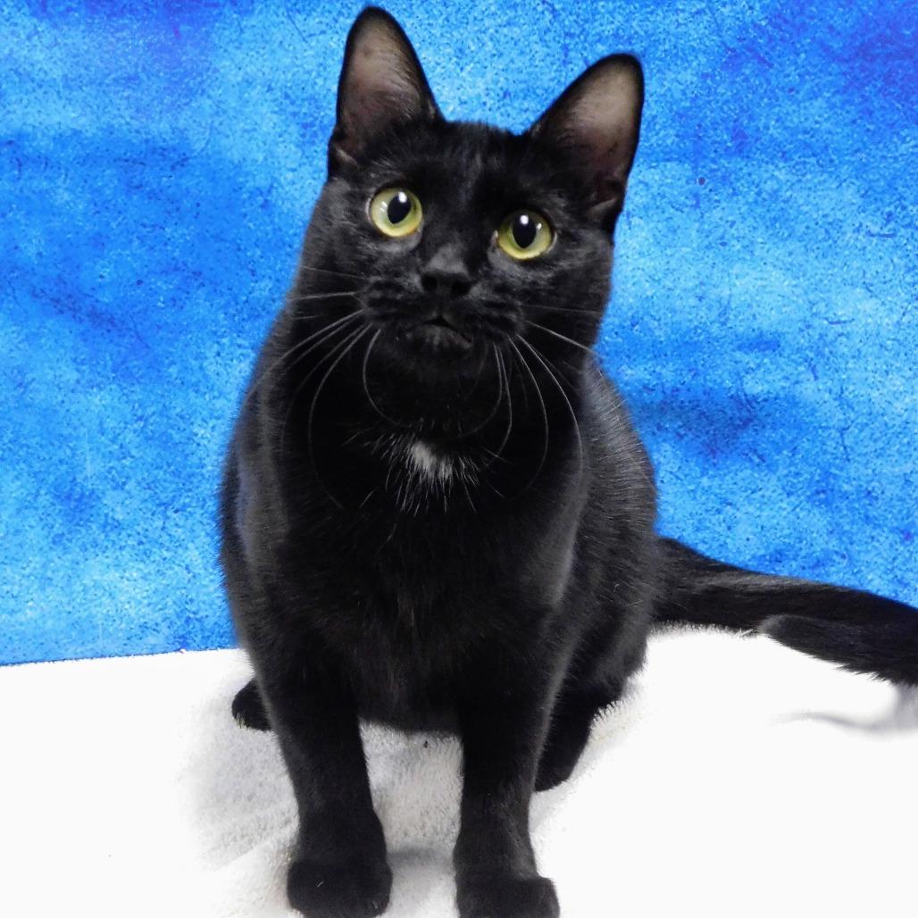 Enlarge Dixie, a Adoptable Domestic Short Hair in Canton, IL image 2/6
