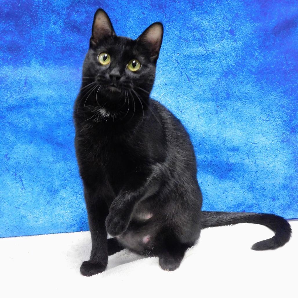 Enlarge Dixie, a Adoptable Domestic Short Hair in Canton, IL image 3/6