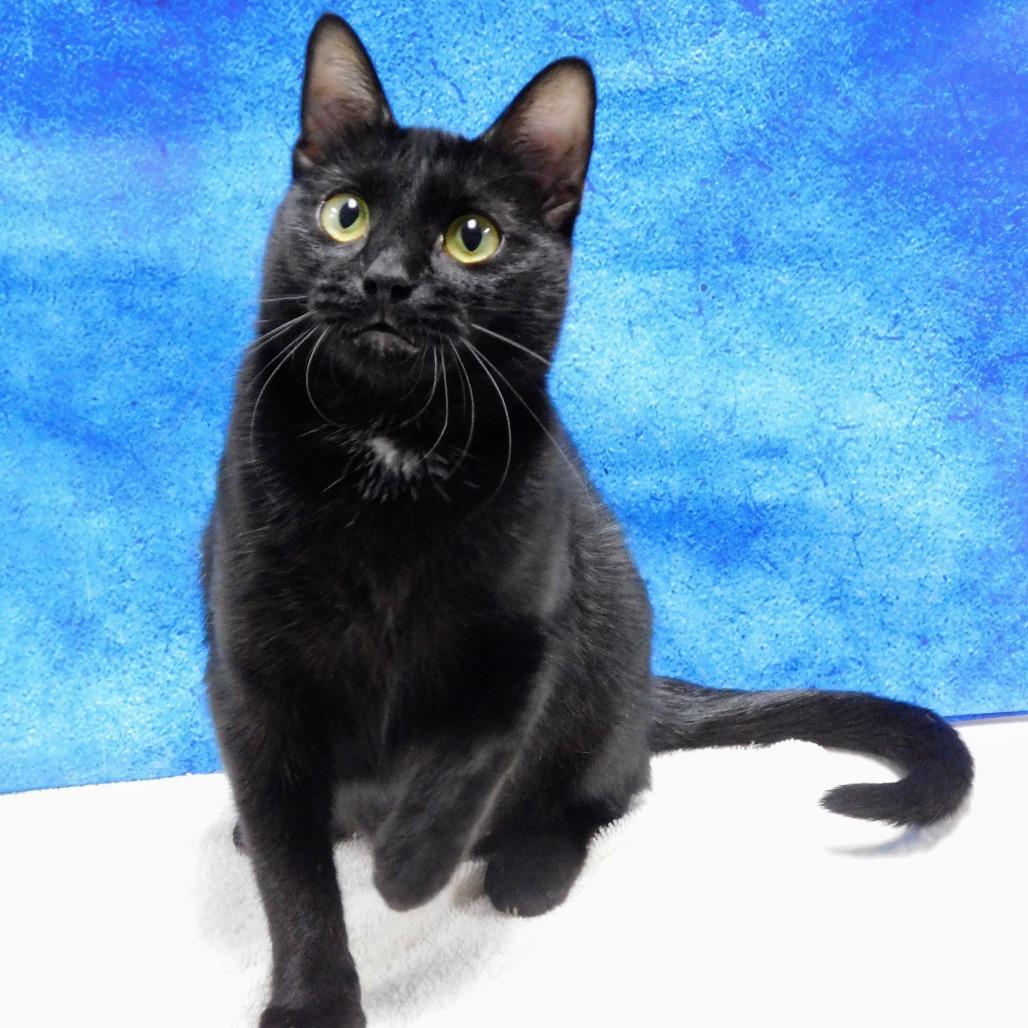 Enlarge Dixie, a Adoptable Domestic Short Hair in Canton, IL image 4/6