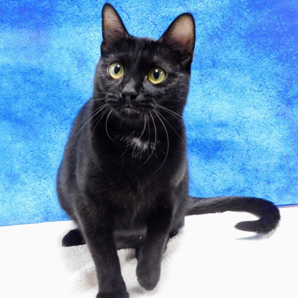 Enlarge Dixie, a Adoptable Domestic Short Hair in Canton, IL image 5/6