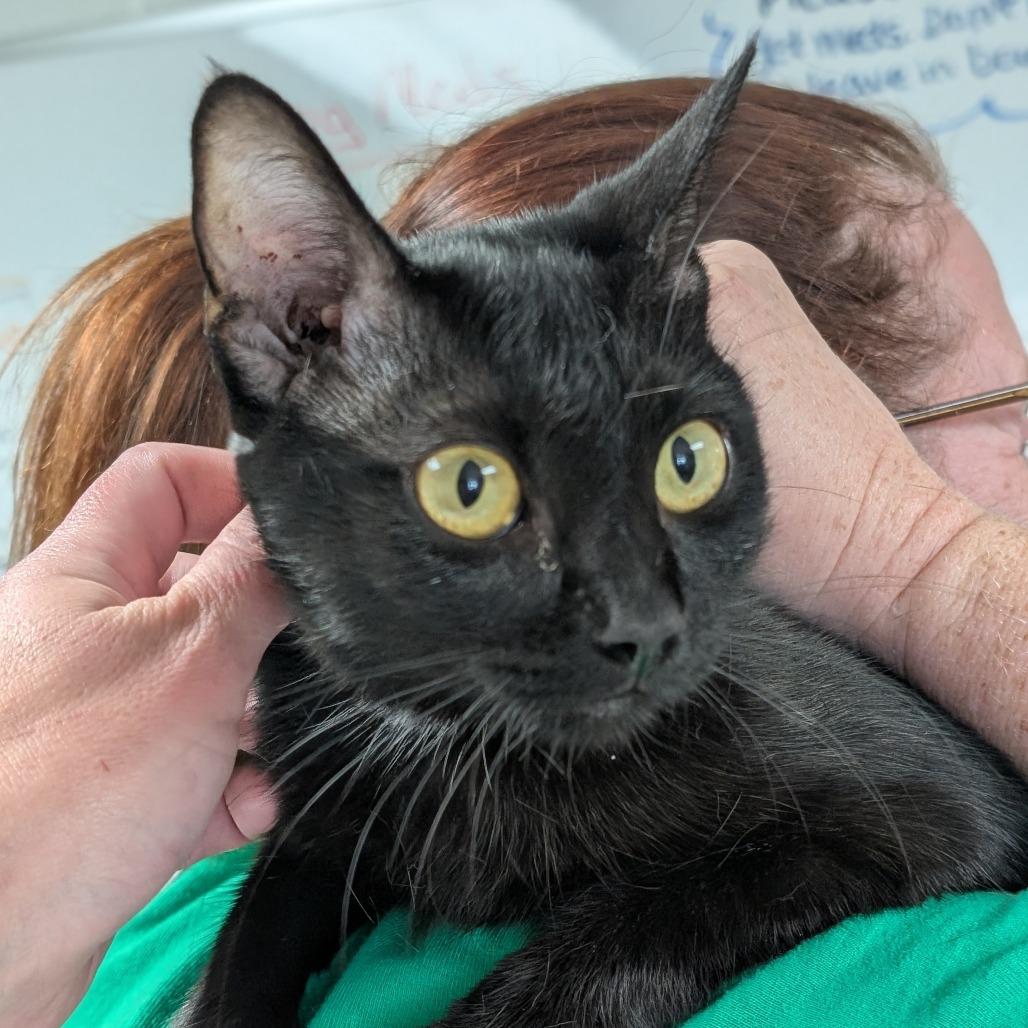 Enlarge Dixie, a Adoptable Domestic Short Hair in Canton, IL image 6/6