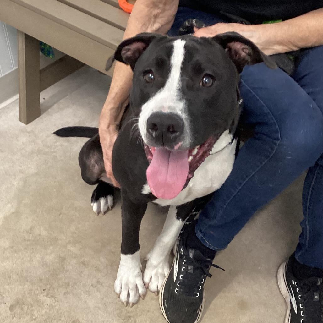 Brisket, Adoptable, Young Male Pit Bull Terrier.