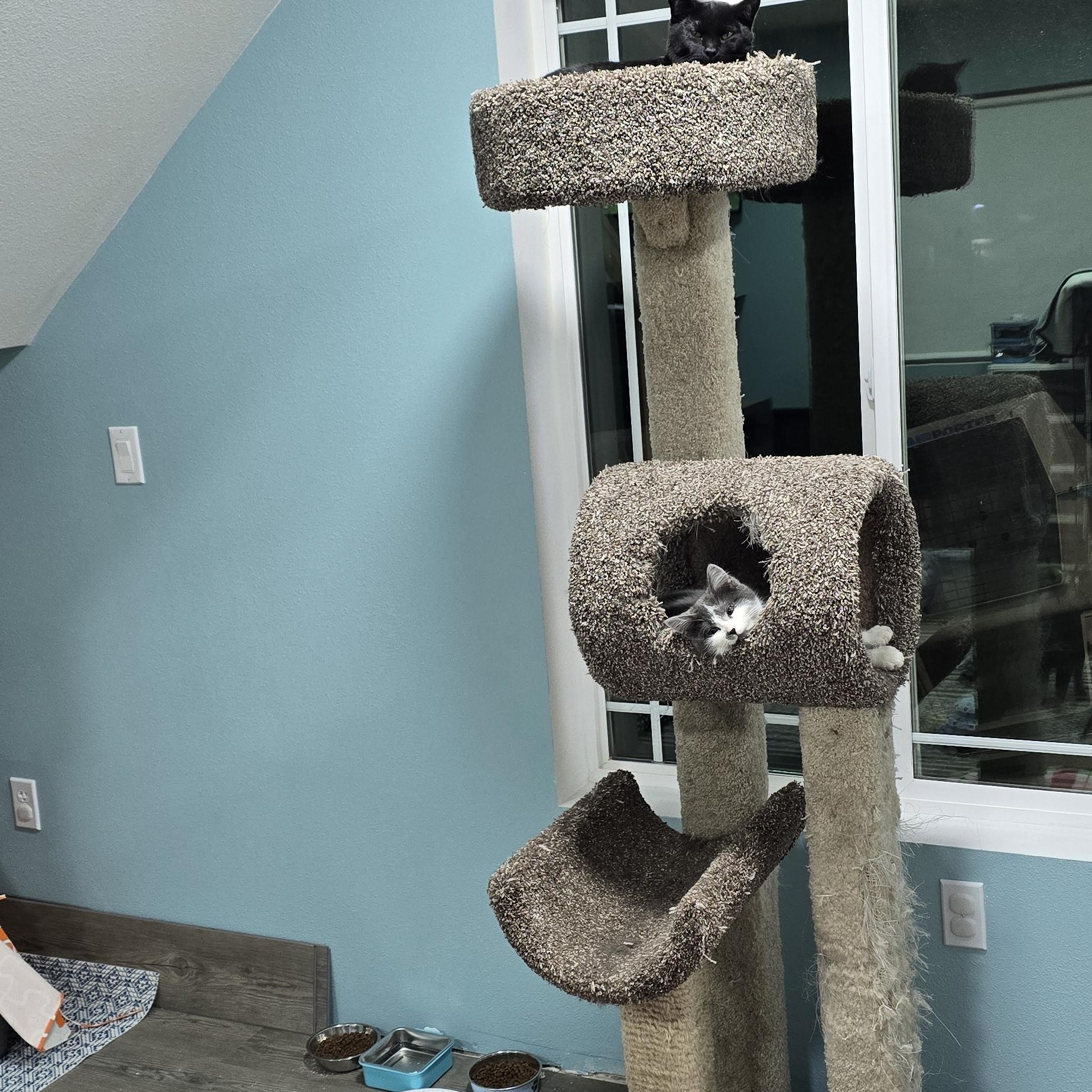 Enlarge Inky, a ADOPTABLE Domestic Medium Hair in Arlington, WA image 4/4