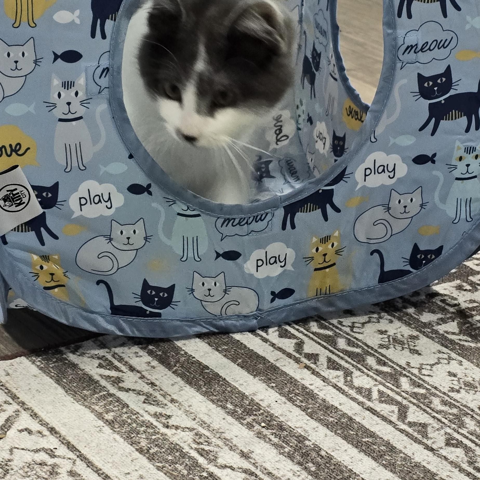 Enlarge Inky, a ADOPTABLE Domestic Medium Hair in Arlington, WA image 3/4