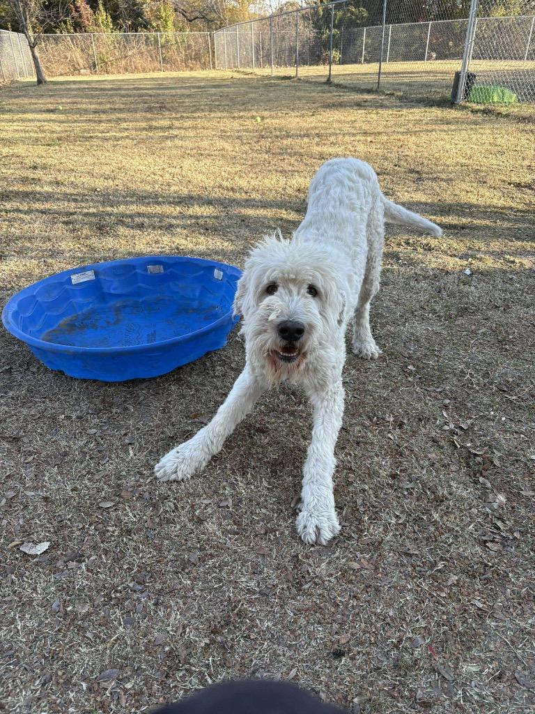 Enlarge Winston, a Adoptable Poodle in Ada, OK image 1/6