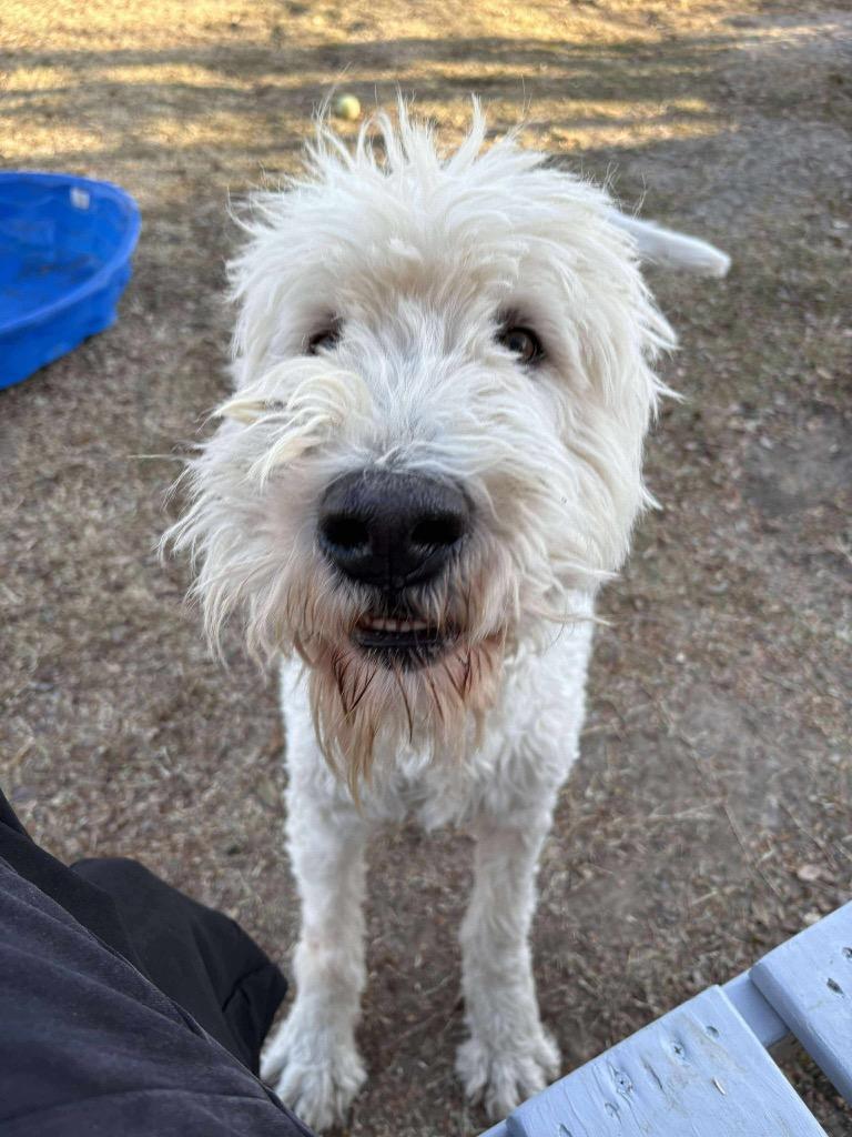 Enlarge Winston, a Adoptable Poodle in Ada, OK image 2/6