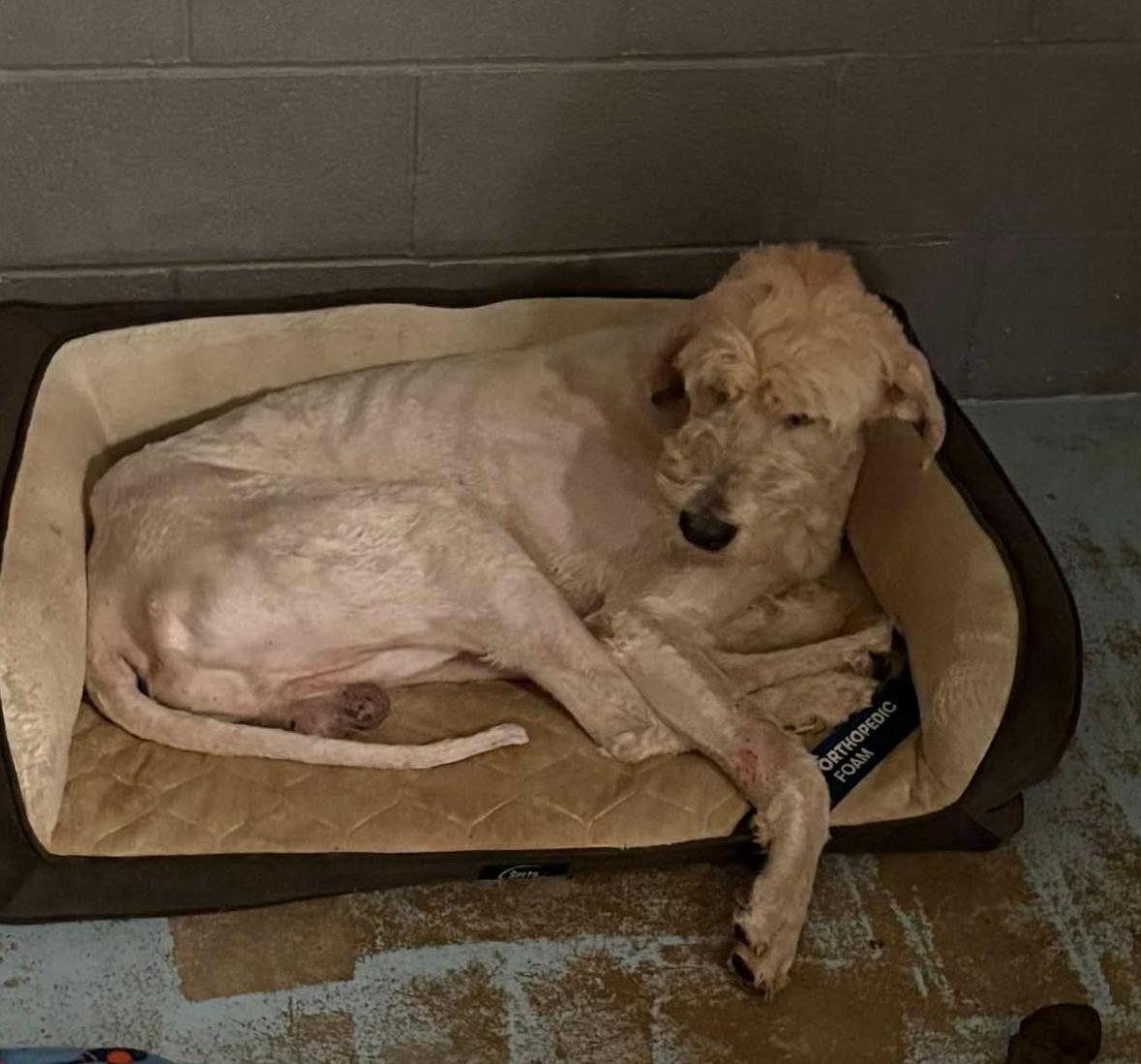 Enlarge Winston, a Adoptable Poodle in Ada, OK image 3/6