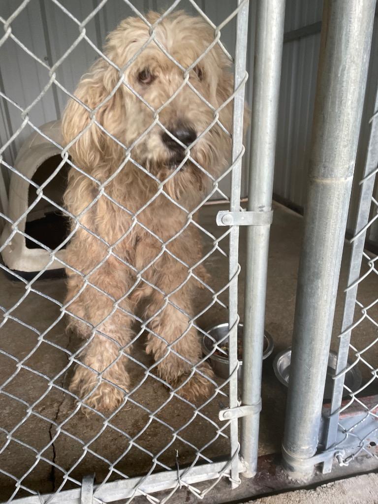Enlarge Winston, a Adoptable Poodle in Ada, OK image 4/6