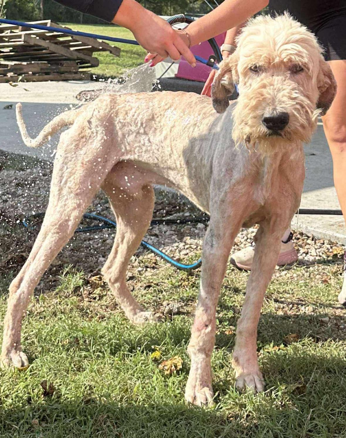 Enlarge Winston, a Adoptable Poodle in Ada, OK image 5/6