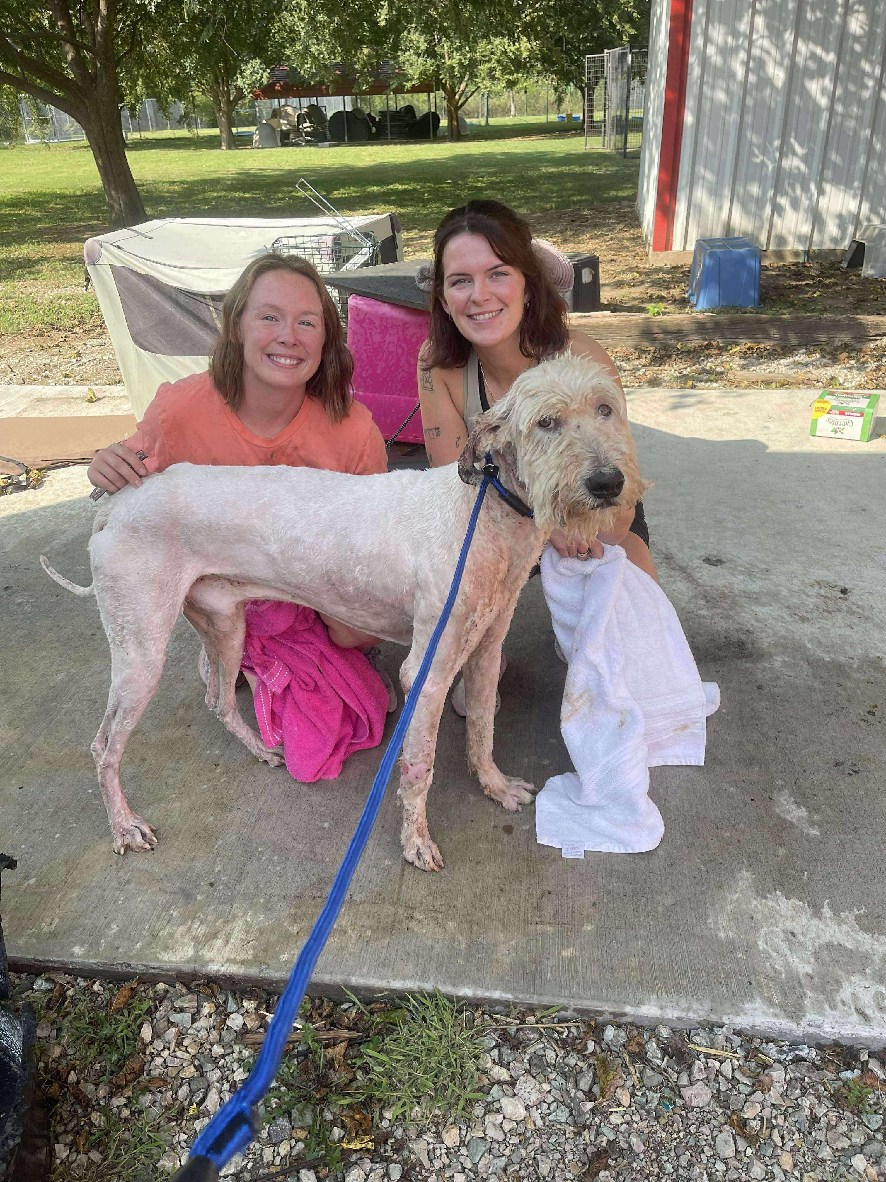 Enlarge Winston, a Adoptable Poodle in Ada, OK image 6/6