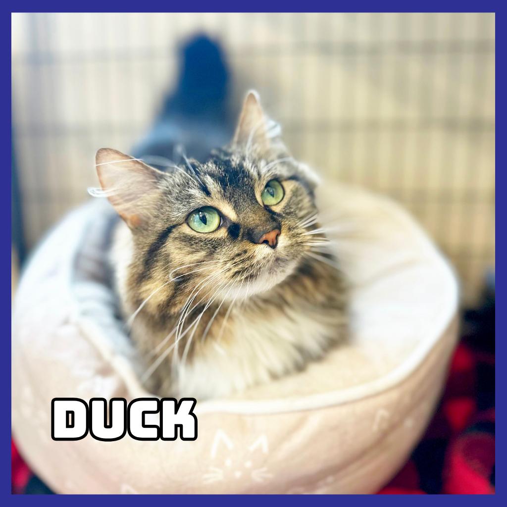 Enlarge Duck, a Adoptable Domestic Long Hair in Glenwood, MN image 1/4