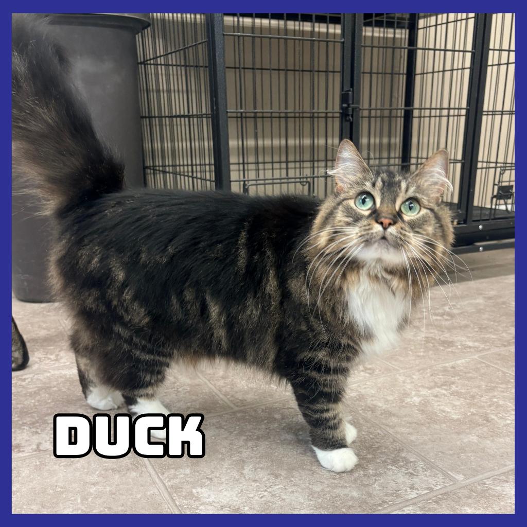 Enlarge Duck, a Adoptable Domestic Long Hair in Glenwood, MN image 2/4