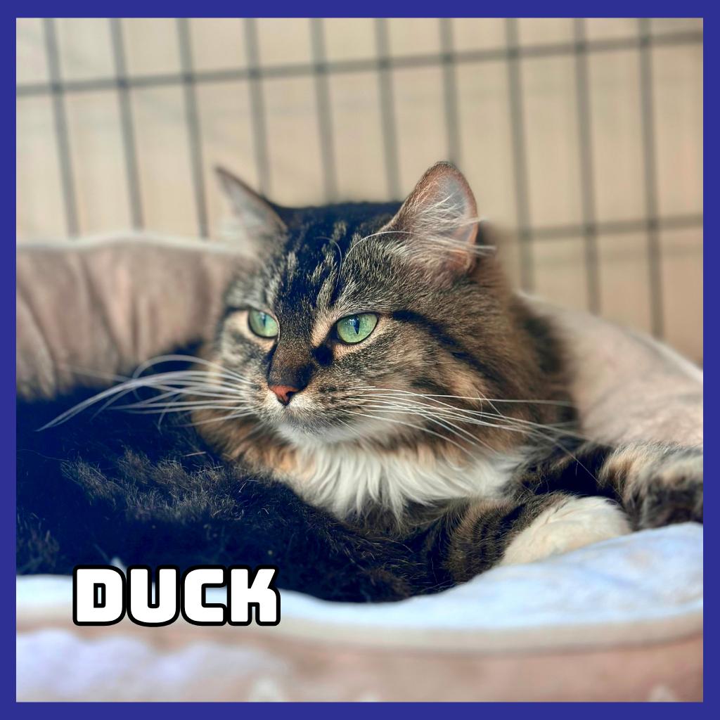 Enlarge Duck, a Adoptable Domestic Long Hair in Glenwood, MN image 3/4